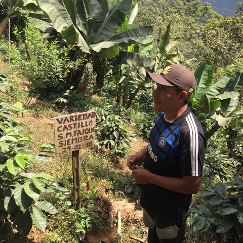 Norandino member and coffee farmer at his hillside plot with a sign marking the coffee variety
