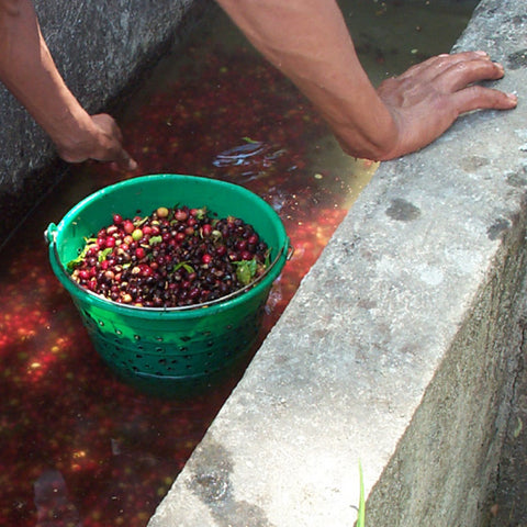 Washing coffee cherries in concrete tanks