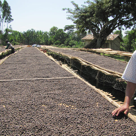 Naturally processed coffee on raised drying beds in the sun, Ethiopia