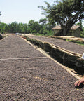 Naturally processed coffee on raised drying beds in the sun, Ethiopia