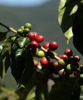 Red ripe coffee cherries on a branch in the sun