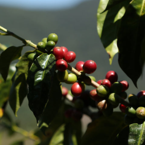 ripe red coffee cherries on a branch in the sun