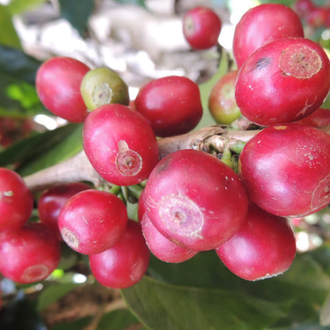 fat and red ripe coffee cherries on a branch