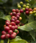 branch of a coffee tree thick with ripe red cherries