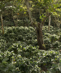Young coffee trees growing in the understory, Nicaragua