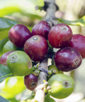 Sweet ripe coffee cherries on the branch