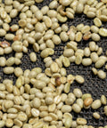 Coffee beans drying with parchment still on
