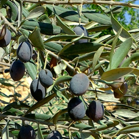 Nabali olives growing in the West Bank