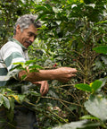 Roberto Cardnas of PRODECOOP picks coffee cherries