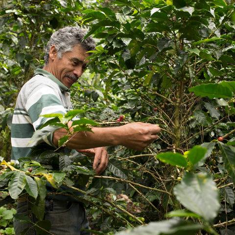 Roberto Cardnas of PRODECOOP picks coffee cherries