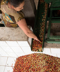 PRODECOOP coffee farmer moving depulped coffee cherries into a tile tank for washing, Nicaragua