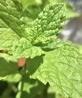 Close up of tea leaves