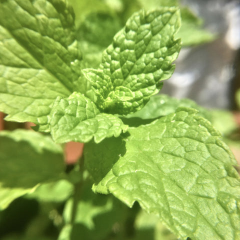 Close up of tea leaves