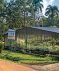 cacao seedlings growing at CONACADO co-op in the Dominican Republic