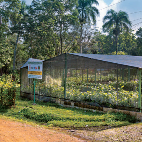 cacao seedlings growing at CONACADO co-op in the Dominican Republic