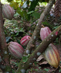Colorful cacao pods growing on tree trunk