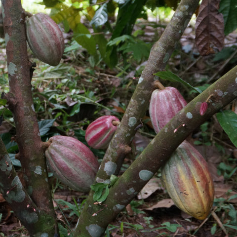 Colorful cacao pods growing on tree trunk