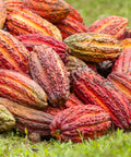 pile of red, orange and yellow cacao pods