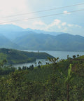 Coffee grows in the rich volcanic soil on hillsides surrounding Lake Kivu