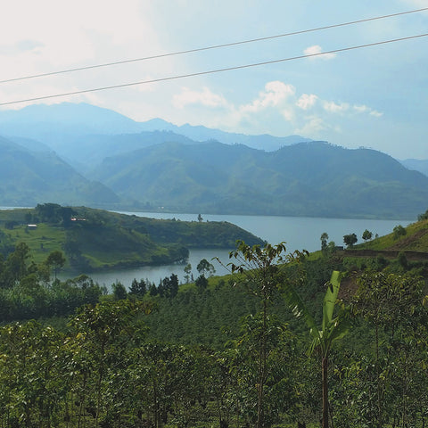 Coffee grows in the rich volcanic soil on hillsides surrounding Lake Kivu