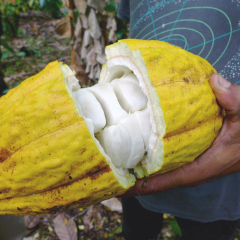 a split cacao pod revealing what's inside and where the cacao beans are found