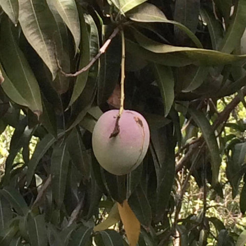 Mango hanging on a tree