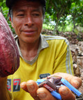 Peruvian cacao farmer holding a cacao pod and Equal Exchange minis in the other hand