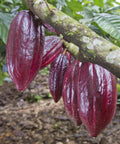 close up of dark red cacao pods growing on a branch