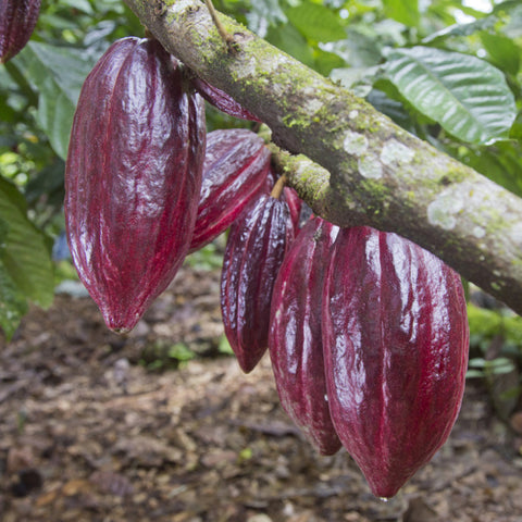 close up of dark red cacao pods growing on a branch