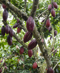 cacao trees with dark red cacao pods hanging from branches