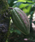 a young green cacao pod sprouting from a mossy trunk