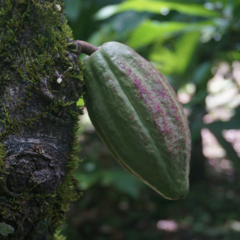 a young green cacao pod sprouting from a mossy trunk