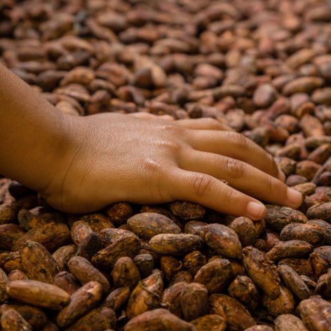 a hand on top of drying cacao beans